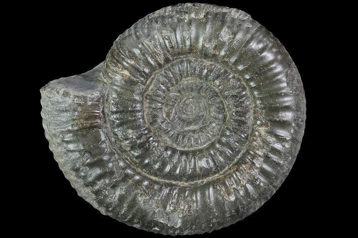 Dactylioceras Ammonite Fossil - England #84918
